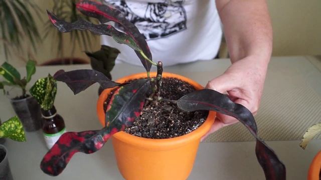 Кротон-кодиеум.Как черенковать и обрезать кротон.Результаты. смотреть онлайн