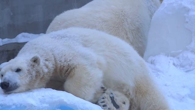 Мама мне велела спать, чтоб большим медведем стать... Ростик и Герда смотреть онлайн