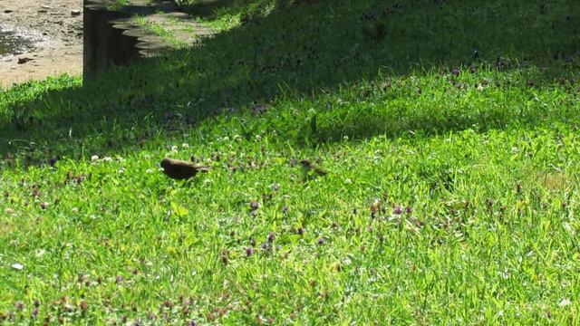 Птицы в парке Царицыно // 2014 смотреть онлайн