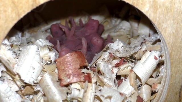 Хомячиха съела детей смотреть онлайн