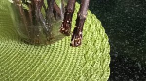 Одревесневшие черенки метельчатой гортензии легко укореняются в воде.