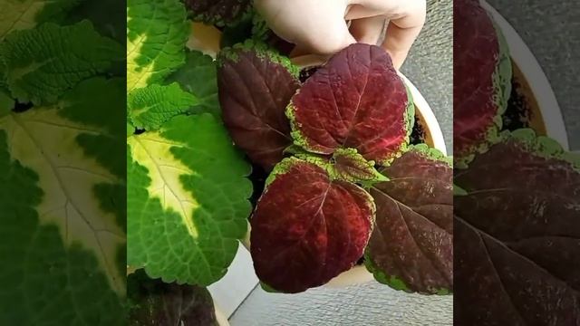 Колеус Блюме смесь. через 2 месяца после посадки от агрофирмы поиск смотреть онлайн