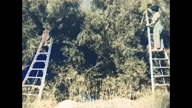 1974 גיל אלדמע ועזריה אלון - ימי החנוכה - שירים לחג עם רבקה זוהר ואופירה גלוסקא смотреть онлайн