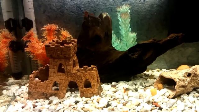 Мой аквариум с представителями беспозвоночных смотреть онлайн