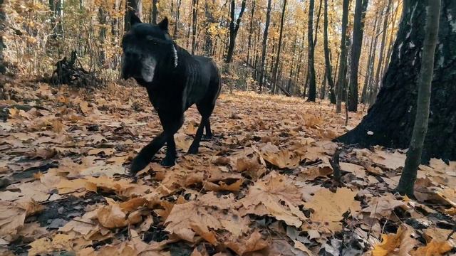 воскресная прогулка с кане-корсо смотреть онлайн