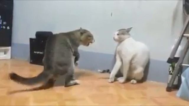 ZUM ZUM CAPOEIRA MATA UM смотреть онлайн