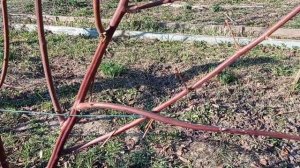 Весенние работы с ежевикой - подвязка, обрезка. Тройная корона, Лохтей.