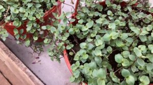 Секрет пышной шапочки коллизии мелколиственной.