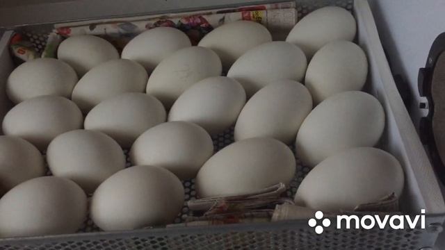 Простая инкубация Гусиных Яиц/Отличный Вывод смотреть онлайн