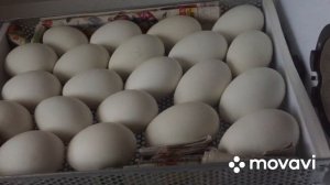 Простая инкубация Гусиных Яиц/Отличный Вывод