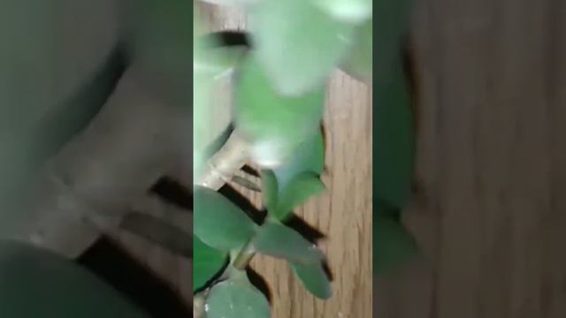 ДЕНЕЖНОЕ ДЕРЕВО ИЗ ЧЕРЕНКА смотреть онлайн