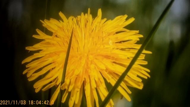 Мукбанг , сплетницы - это рвотный порошок