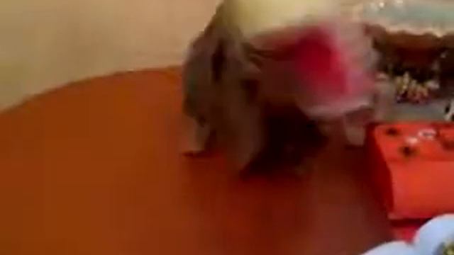 Прикол! Котэ Годзила! Смех мужиков больше смешит чем сам кот! смотреть онлайн