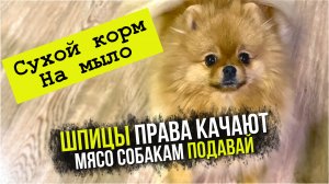 Собаки объявили забастовку. Шпицы не едят сухой корм. Шпиц Николь дома у Черного моря
