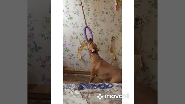 Амстаф рыжий любимая игрушка в 6 утра!)) смотреть онлайн