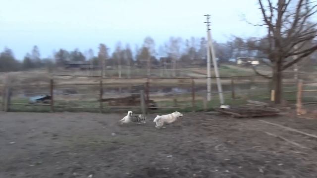 Вода!Как долго Дар и Юта этого ждали!!!