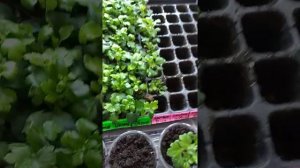 Перевалка (пикировка) хризантемы