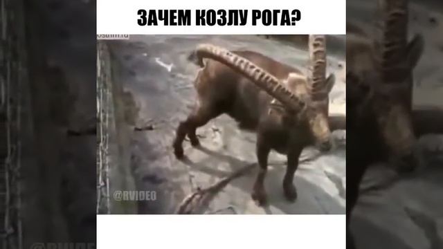 Зачем козлу рога смотреть онлайн