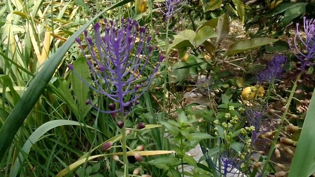 Tassel Hyacinth - Muscari Comosum смотреть онлайн