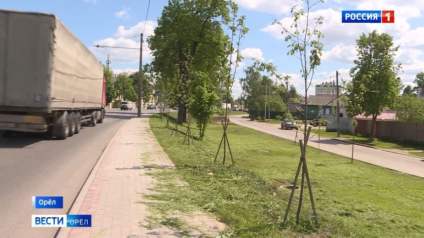 В Орле на улице Комсомольской высадят новые деревья взамен вырубленных смотреть онлайн