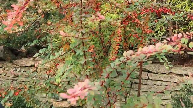 Барбарис STARBURS- смотреть онлайн