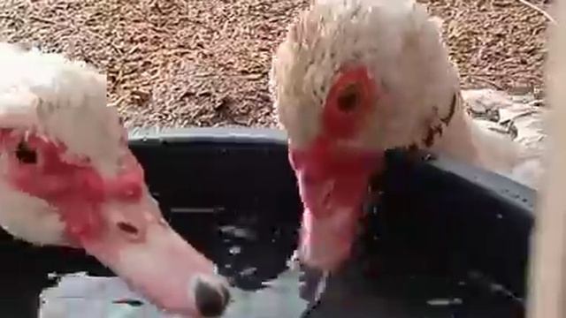 Утки зимой. смотреть онлайн