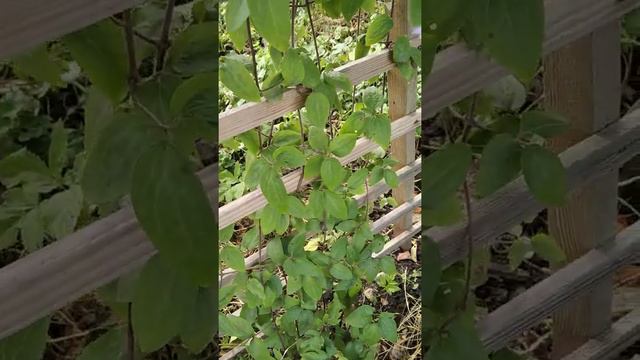 Клематіс Юста. 3 група обрізання. смотреть онлайн