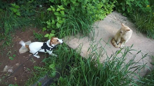 ДЖЕК РАССЕЛ ЛАЕТ НА КОТА смотреть онлайн