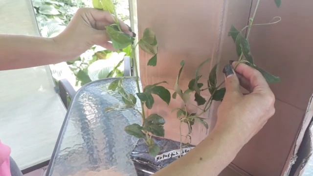 "Маракуйя Северная" уже в Черкассах !!! смотреть онлайн