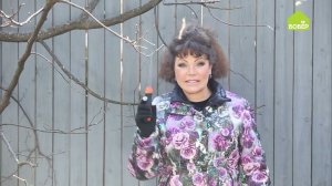 Как правильно спиливать толстые ветки / Весення обработка плодового сада / Обрезка деревьев весной