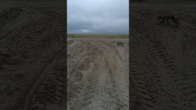 Песец.mp4 смотреть онлайн