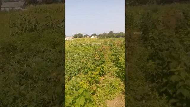 Малина Поляна, перше плодоношення. #малина #полана #поляна смотреть онлайн