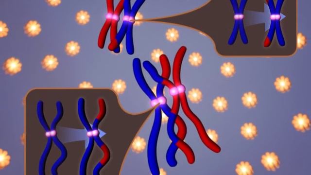 Мейоз смотреть онлайн