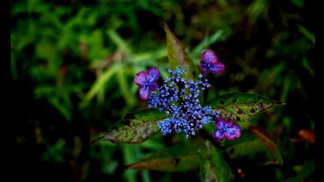 Hydrangea in Kamakura смотреть онлайн