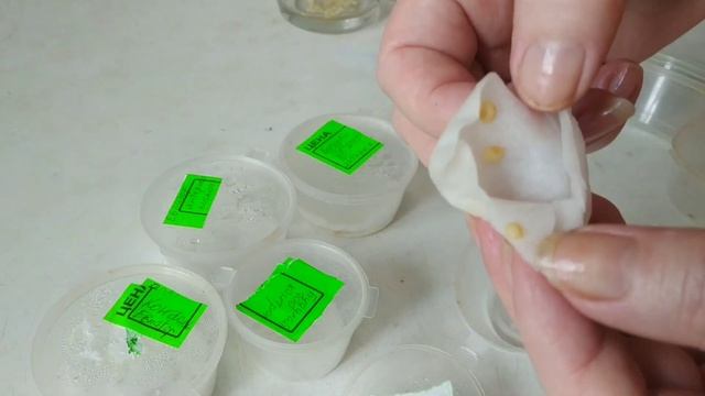 Янтарная кислота ,как стимулятор прорастания семян.Правда или миф?Результат замачивания семян .