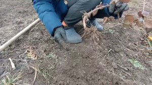 Ежевика плохо растёт???Плохой уход или слабый саженец????Мой опыт выращивания.