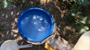 ? Применение сыворотки в саду: удобрение и защита - 7 дач