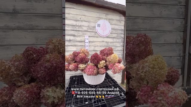 Гортензии от питомник-гортензий.рф Андрея Малышева более 150 сортов на сезон 2024 ☎️8-926-645-46-99