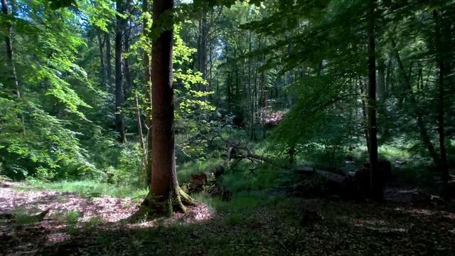 Марджори Уэст I История, которая потрясла Америку смотреть онлайн