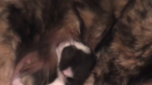 Новорожденный котенок ^^ смотреть онлайн