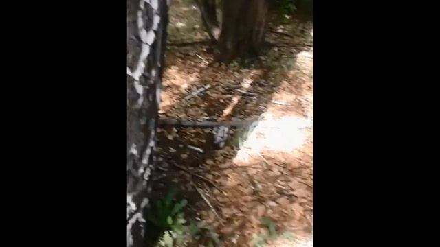 Такса, бегающая по деревьям смотреть онлайн