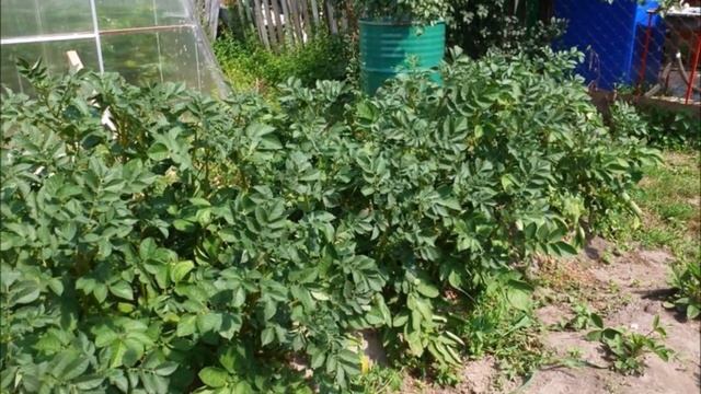 Картофель Шарвари  Пирошка –  не имеет аналогов в мире! Суперустойчив к фитофторе! 26 кг с 1 кв. м!