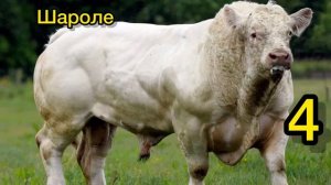 Лучшие быки для откорма