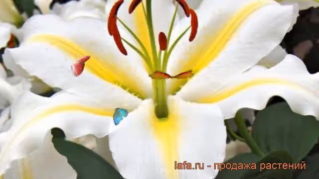 Лилия восточная Легенда (lilium oriental legenda) ? обзор: как сажать, луковицы лилии Легенда смотреть онлайн