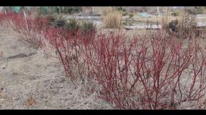 Живая изгородь - дерен СИБИРИКА