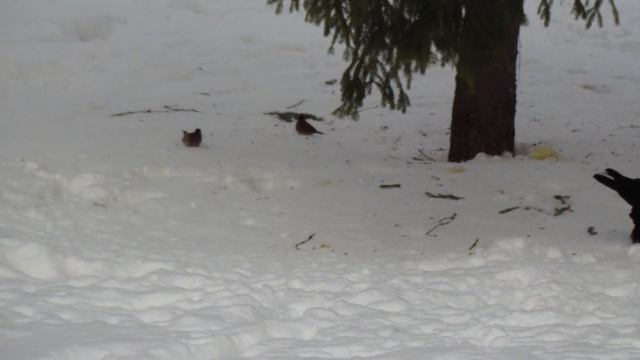 Зимний этюд смотреть онлайн