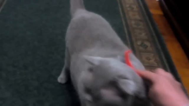 Британский кот прикольная реакция смотреть онлайн