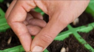 Как правильно посадить тыкву на рассаду  Как выбрать время посадки и правильно подготовить почву