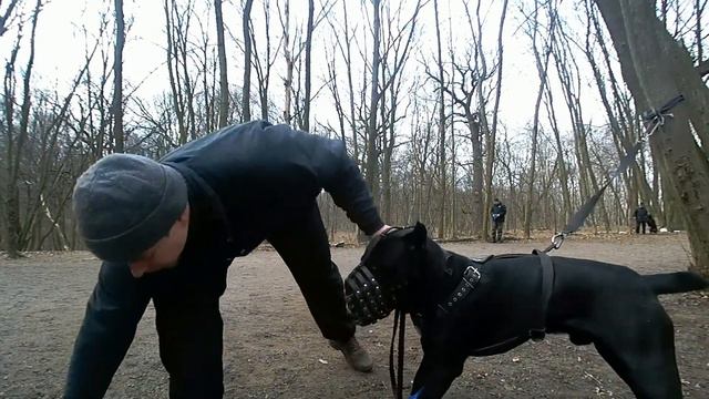 Кане корсо, азы ЗКС смотреть онлайн