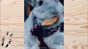 Лучшие приколы про ШИНШИЛЛ! Смешные ШИНШИЛЛЫ! Funny chinchillas❤#35